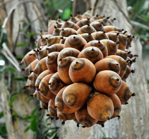 Babassu Oil - Brazil