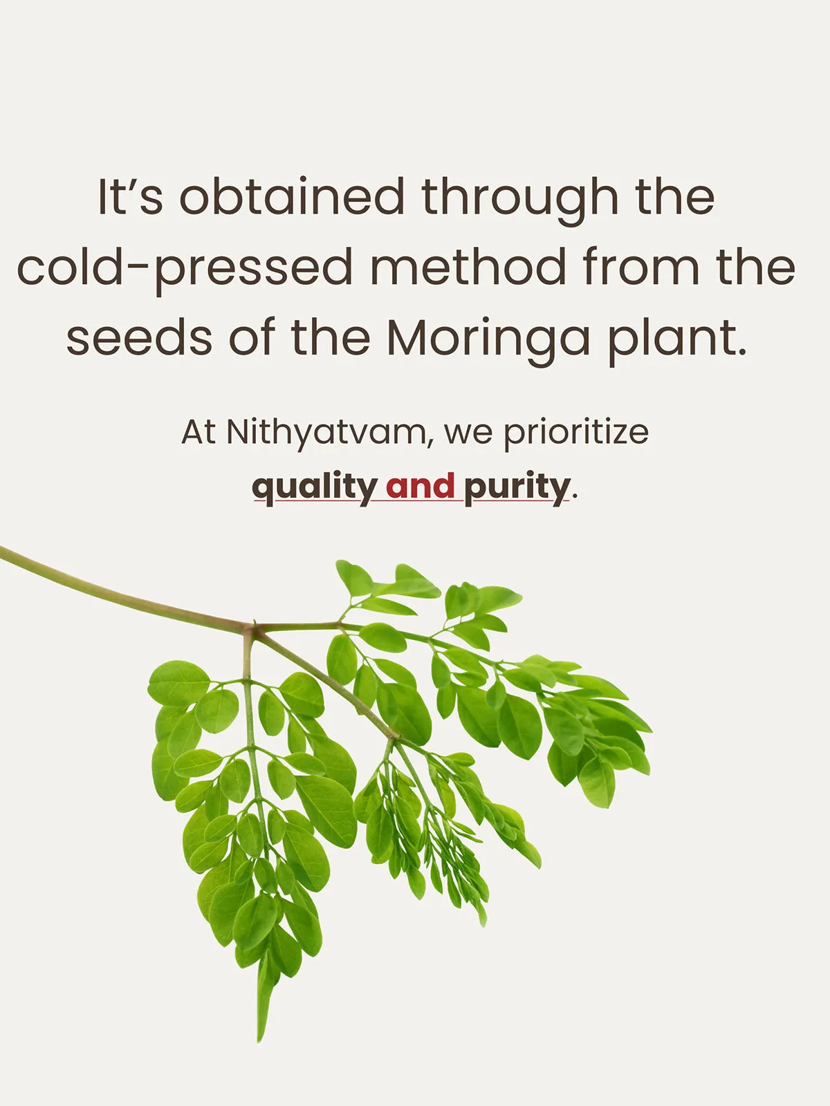 Moringa Carrier Oil